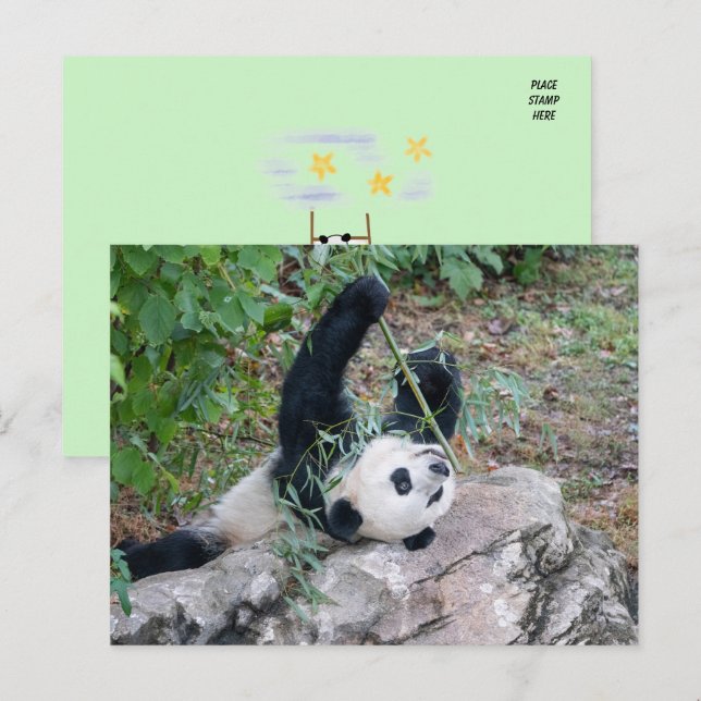 Carte Postale Photo d'un panda géant (Devant / Derrière)