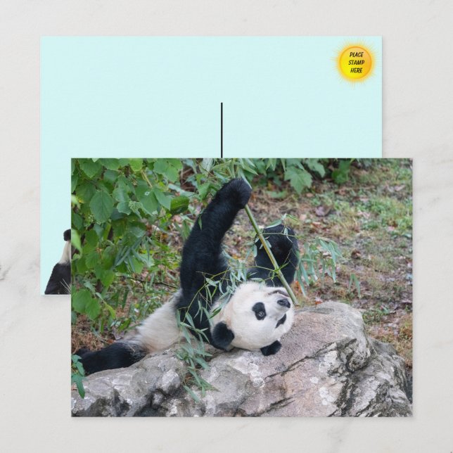Carte Postale Photo d'un panda géant (Devant / Derrière)