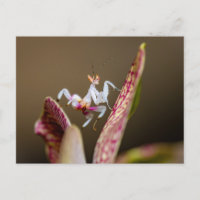 Photo d'une jeune orchidée