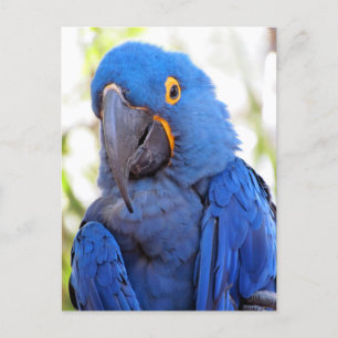 Carte Postale Photo d'une Macaw bleue et or