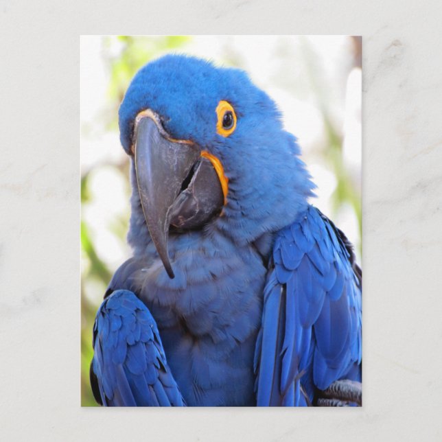 Carte Postale Photo d'une Macaw bleue et or (Devant)