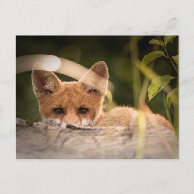 Carte Postale Photo d'une mignonne petite Fox (Devant)