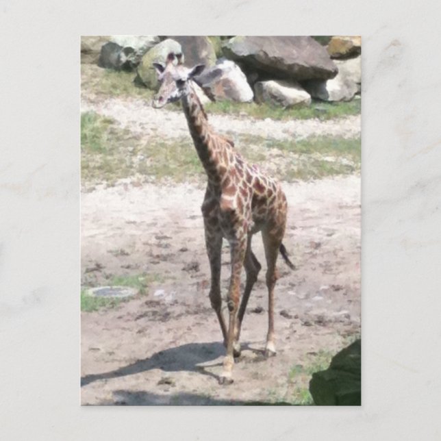 Carte Postale Photo d'une petite girafe marchant dans la nature  (Devant)