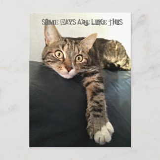 Carte Postale Photo En Couleur Du Chat Relaxant