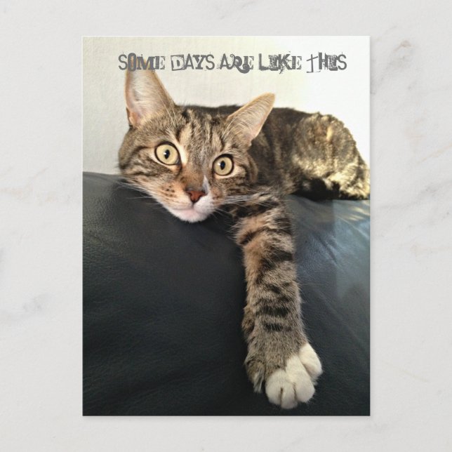 Carte Postale Photo En Couleur Du Chat Relaxant (Devant)
