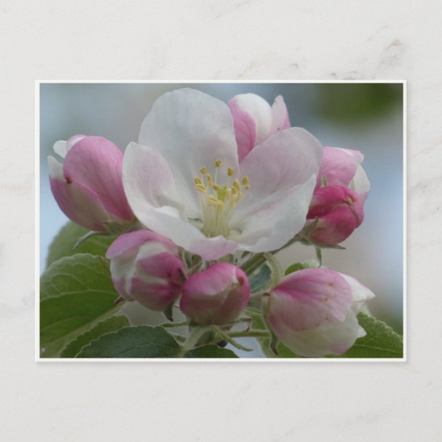 Carte Postale Photo Fleur de Pomme Rose et Blanc (Devant)