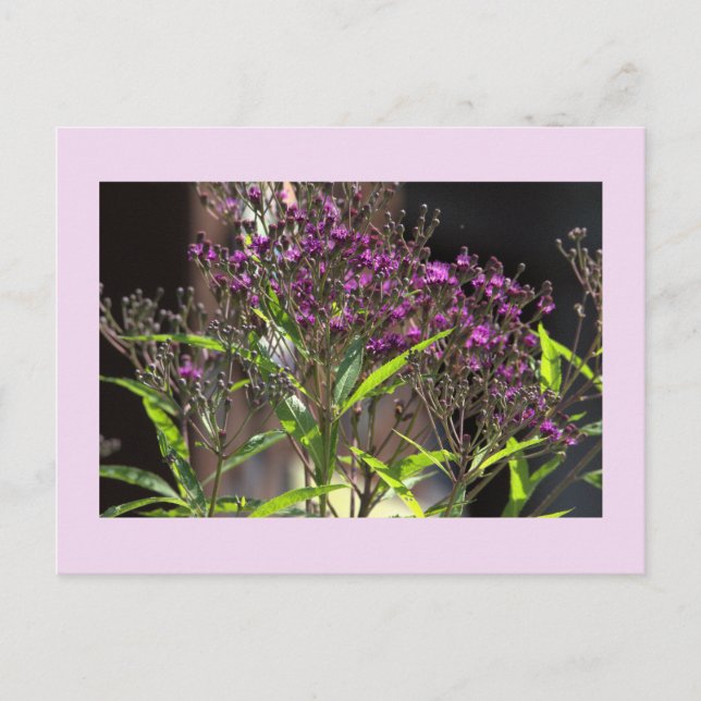 Carte postale photo Fleur sauvage violette (Devant)