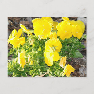 Carte postale Photo Fleurs de Pansy Jaunes