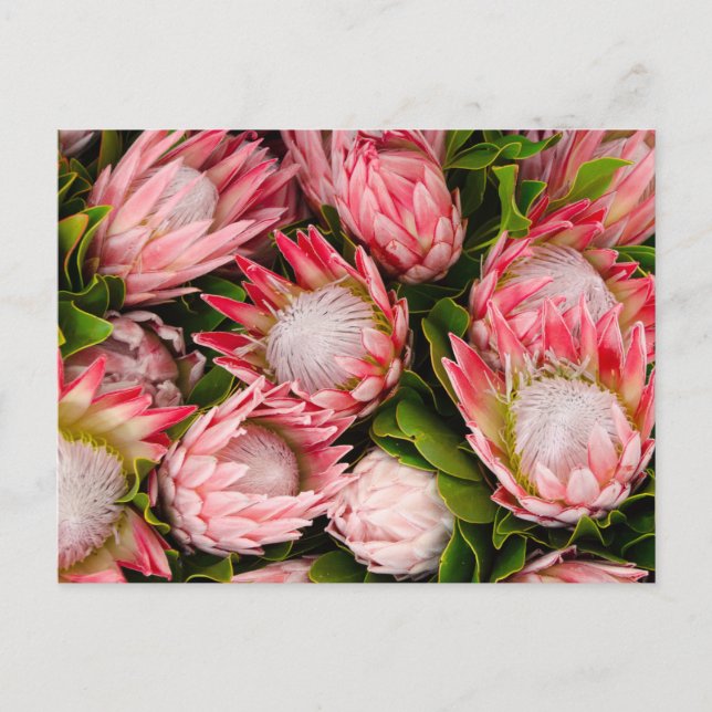 Carte Postale Photo Fleurs Protea (Devant)