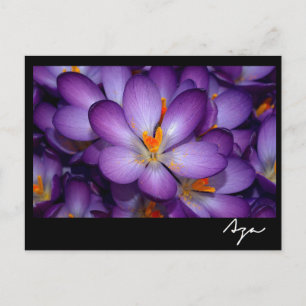 Carte Postale Photo Florale Still Life.
