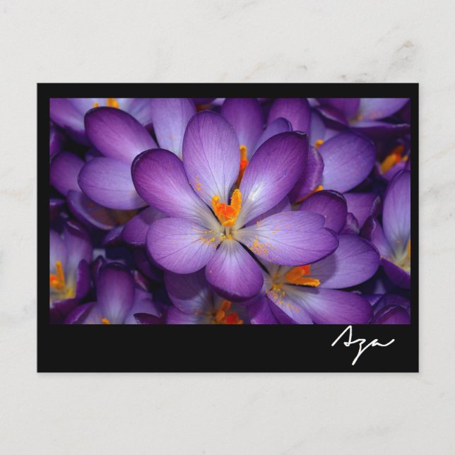 Carte Postale Photo Florale Still Life. (Devant)
