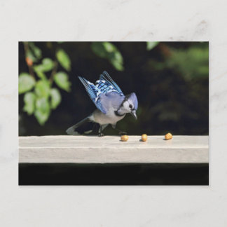 Carte Postale Photo Flying Blue Jay