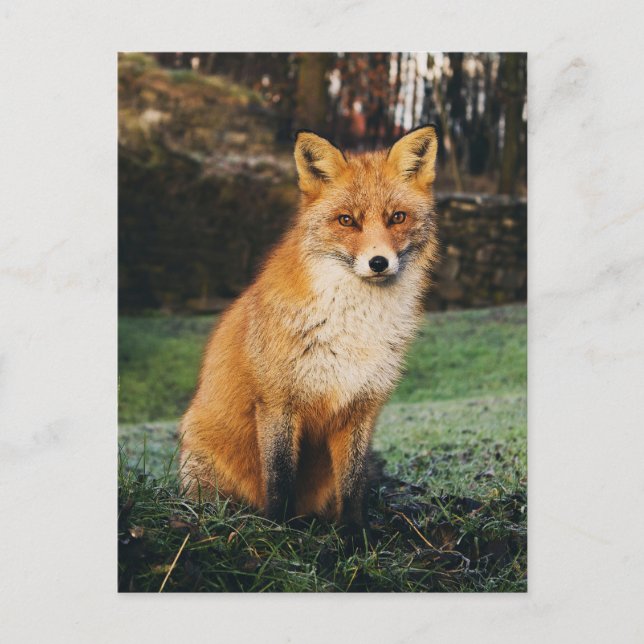 Carte postale photo Fox Brown (Devant)