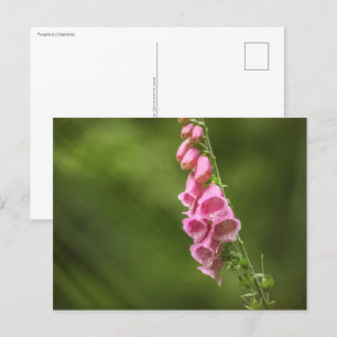 Carte Postale Photo Foxglove Flower Nature