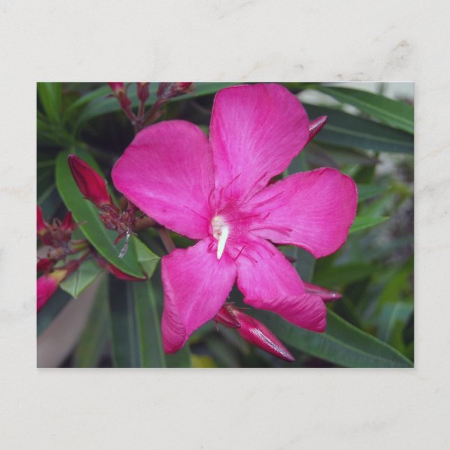 Carte Postale Photo Fucshia Oleander (Devant)