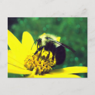 Carte Postale Photo Fuzzy Bumblebee