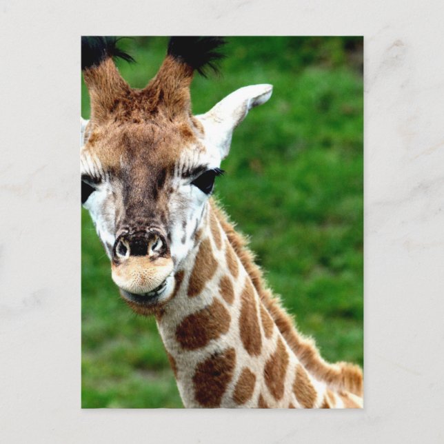 Carte postale photo Giraffe (Devant)