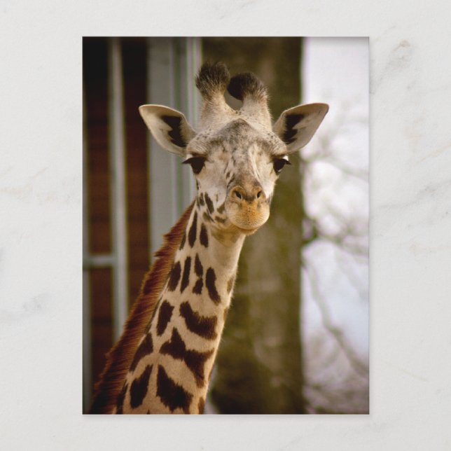 Carte postale photo Giraffe 2013 Calendrier (Devant)