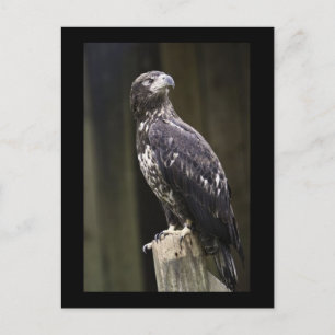 Carte postale photo Golden Eagle