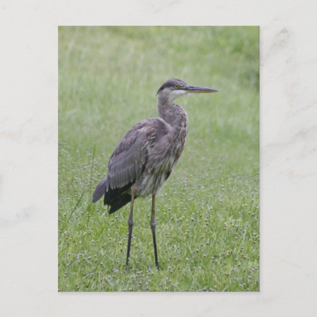 Carte postale photo Great Blue Heron (Devant)