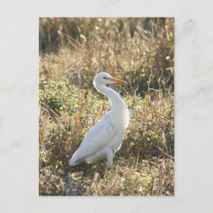 Carte postale photo Great White Egret