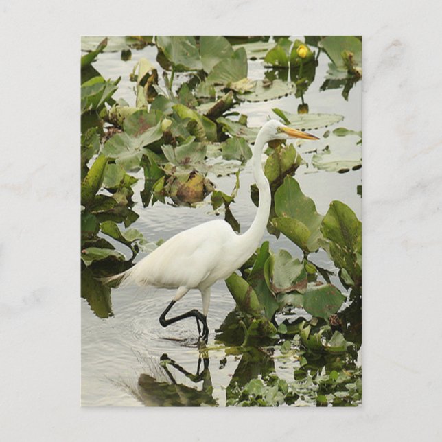 Carte postale photo Great White Egret (Devant)