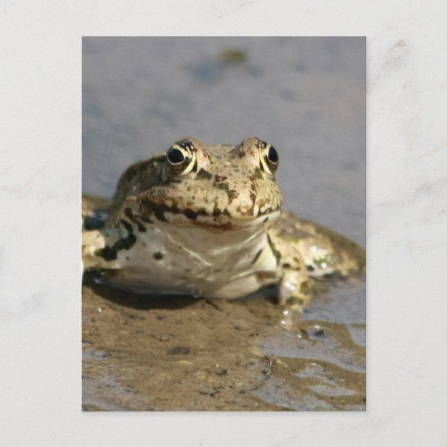 Carte postale Photo Grenouille (Devant)