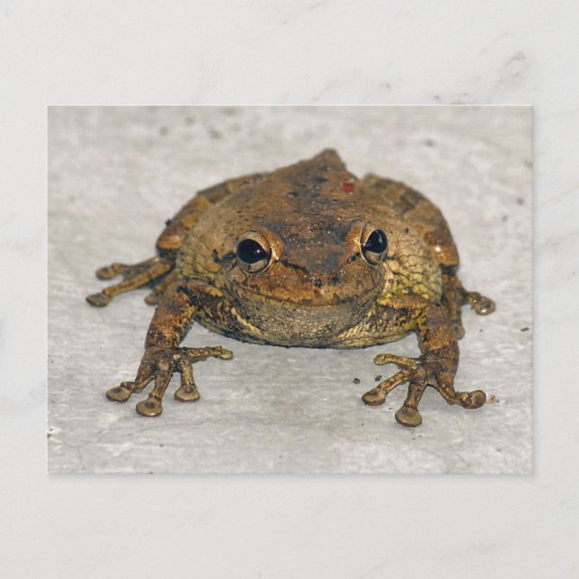 Carte postale photo grenouille Brown (Devant)