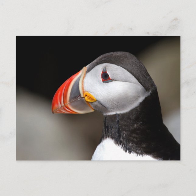 Carte postale photo Groffin Close-up (Devant)