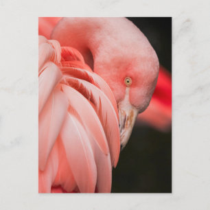 Carte postale photo Gros plan Flamant rose rose