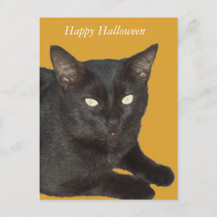 Carte postale photo Halloween Black Cat