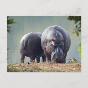 Carte Postale Photo Hippo Faune