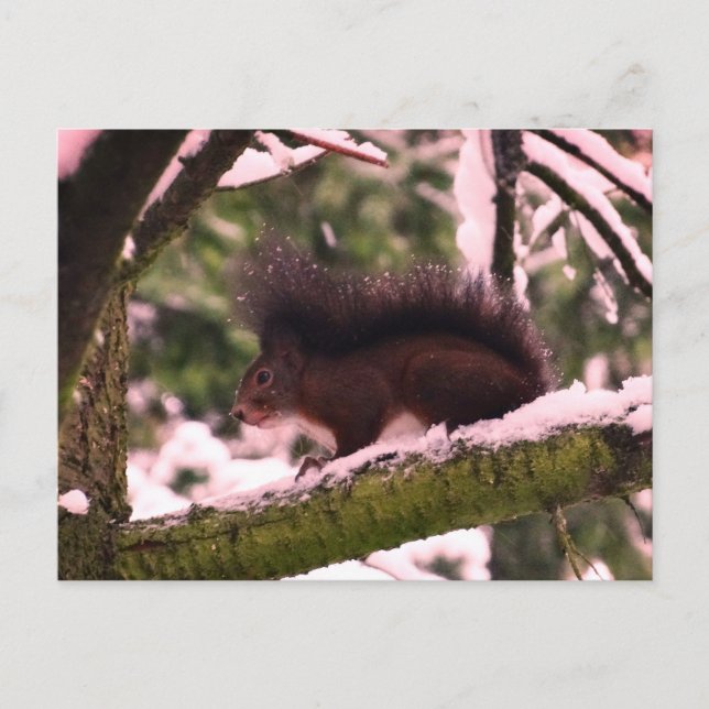 Carte postale Photo hiver écureuil (Devant)