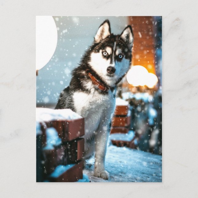 Carte Postale Photo Huskey Pet Dog (Devant)