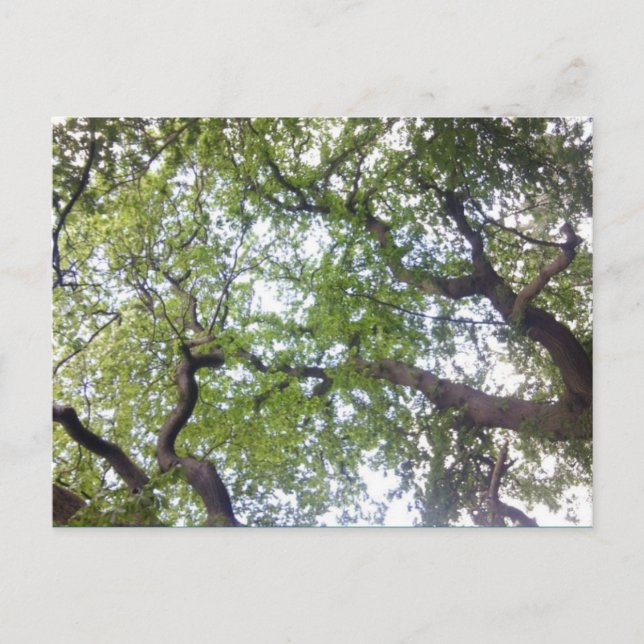 Carte Postale Photo Into the Tree Canopy (Devant)