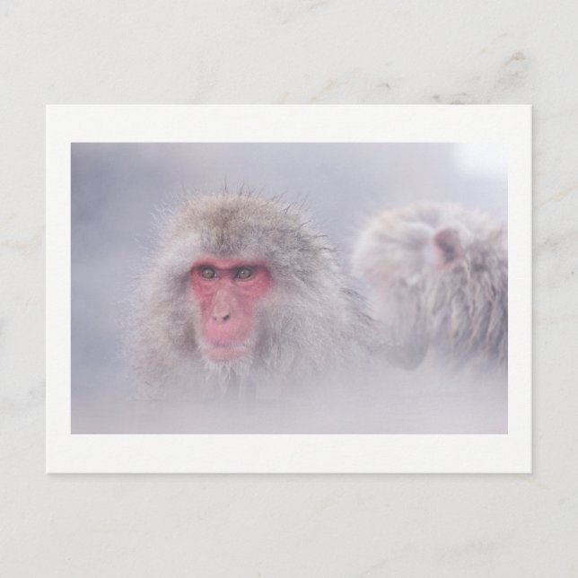 Carte Postale Photo japonaise du singe des neiges (Devant)