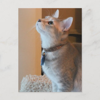 Carte postale photo Jasper Blank Kitten