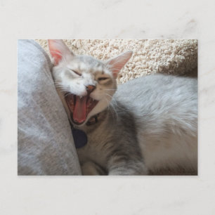 Carte postale photo Jasper Yawning Kitten