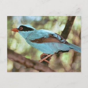 Carte postale photo Kingfisher à poitrine bleue