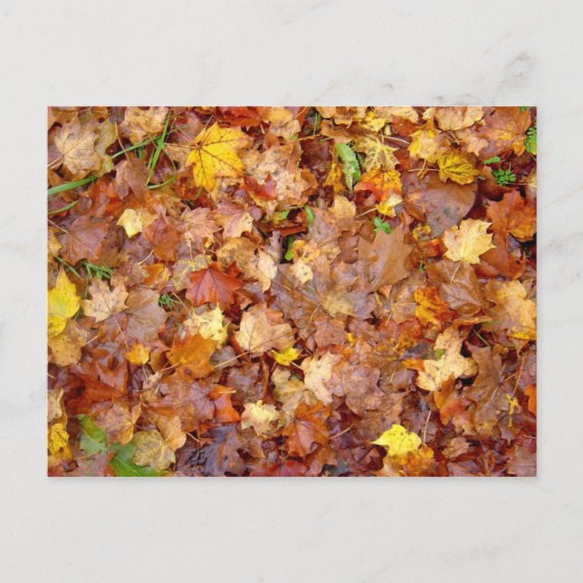Carte postale photo 'Leaf Pile' (Devant)