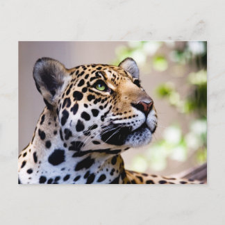 Carte Postale Photo léopard