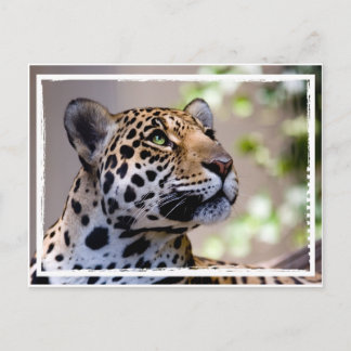 Carte Postale Photo léopard