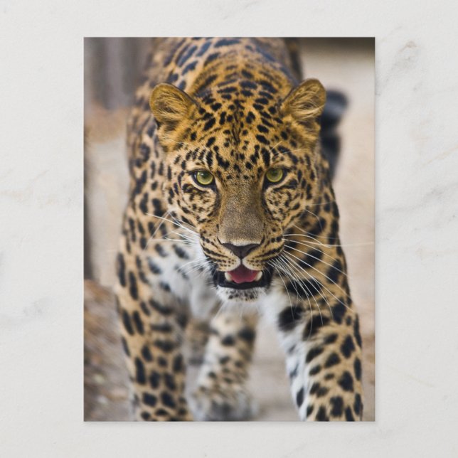 Carte Postale Photo Leopard Running (Devant)