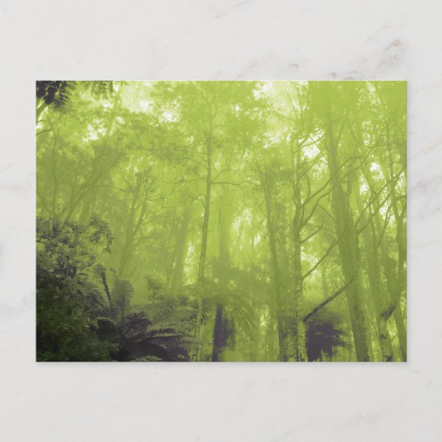 Carte postale photo "L'esprit dans les arbres" (Devant)