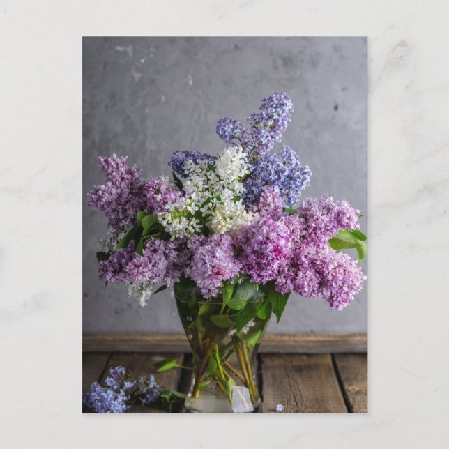 Carte postale photo Lilacs rose, violet et blanc (Devant)