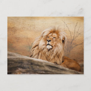 Carte Postale Photo Lion