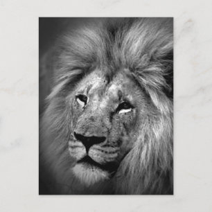 Carte Postale Photo Lion noir et blanc