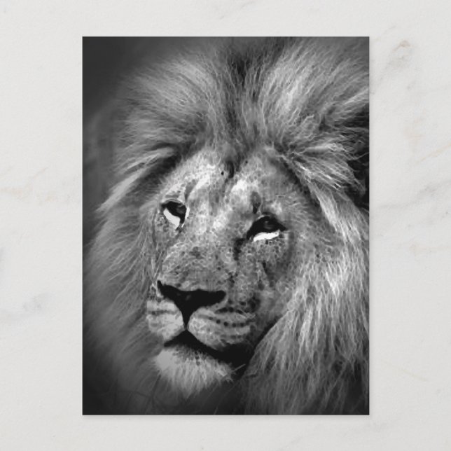 Carte Postale Photo Lion noir et blanc (Devant)