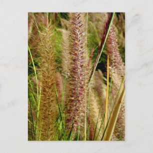 Carte Postale Photo macro de l'herbe de Foxtail
