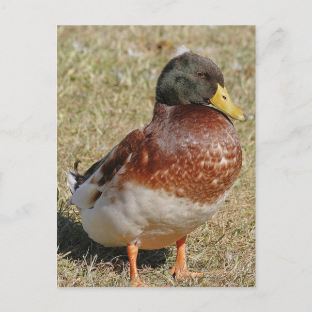 Carte postale photo Mallard Duck (Devant)
